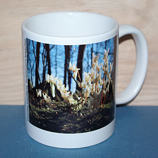 mug DS-056 dicentra 6757.jpg